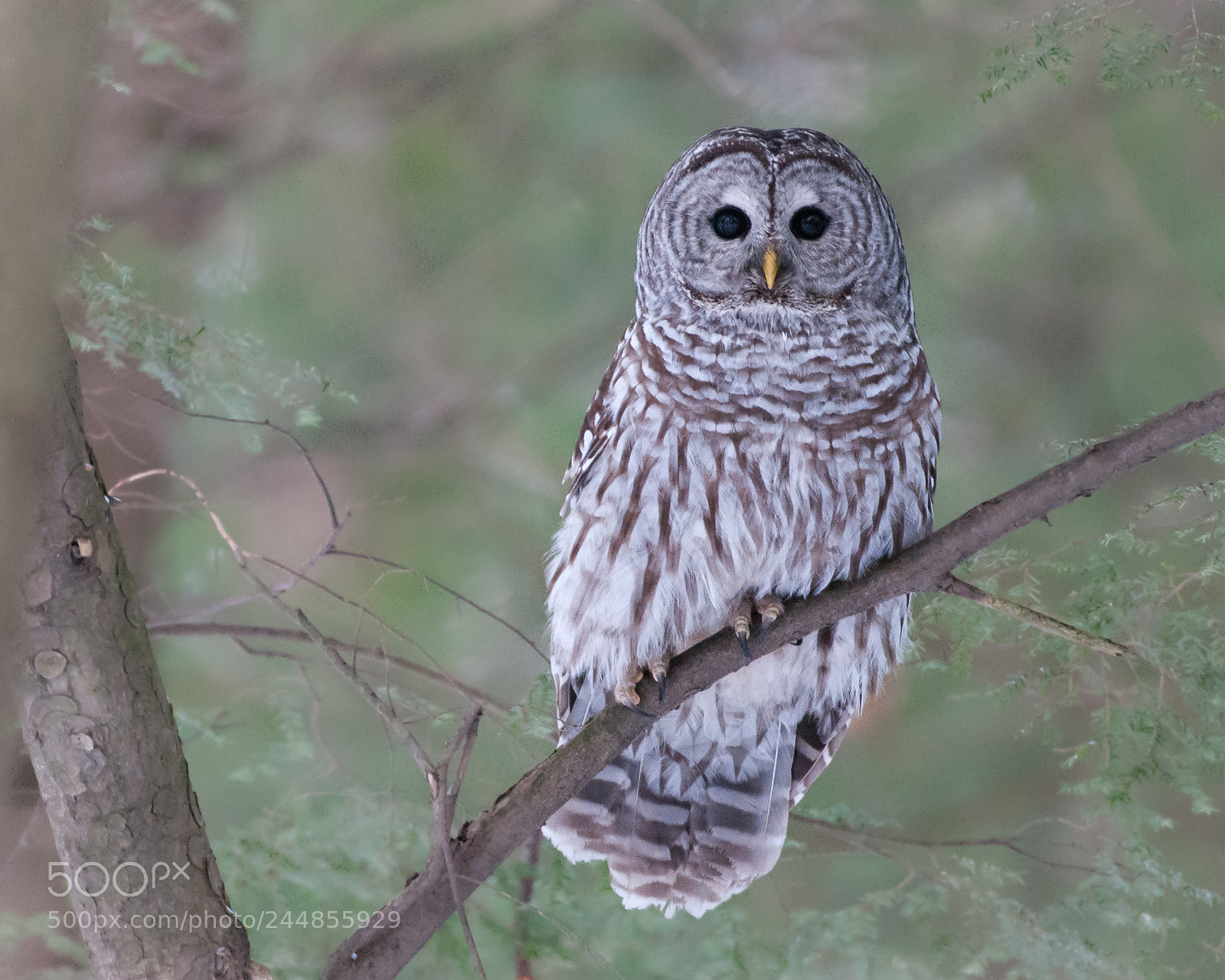 Nikon D300 sample photo. Chance encounter photography