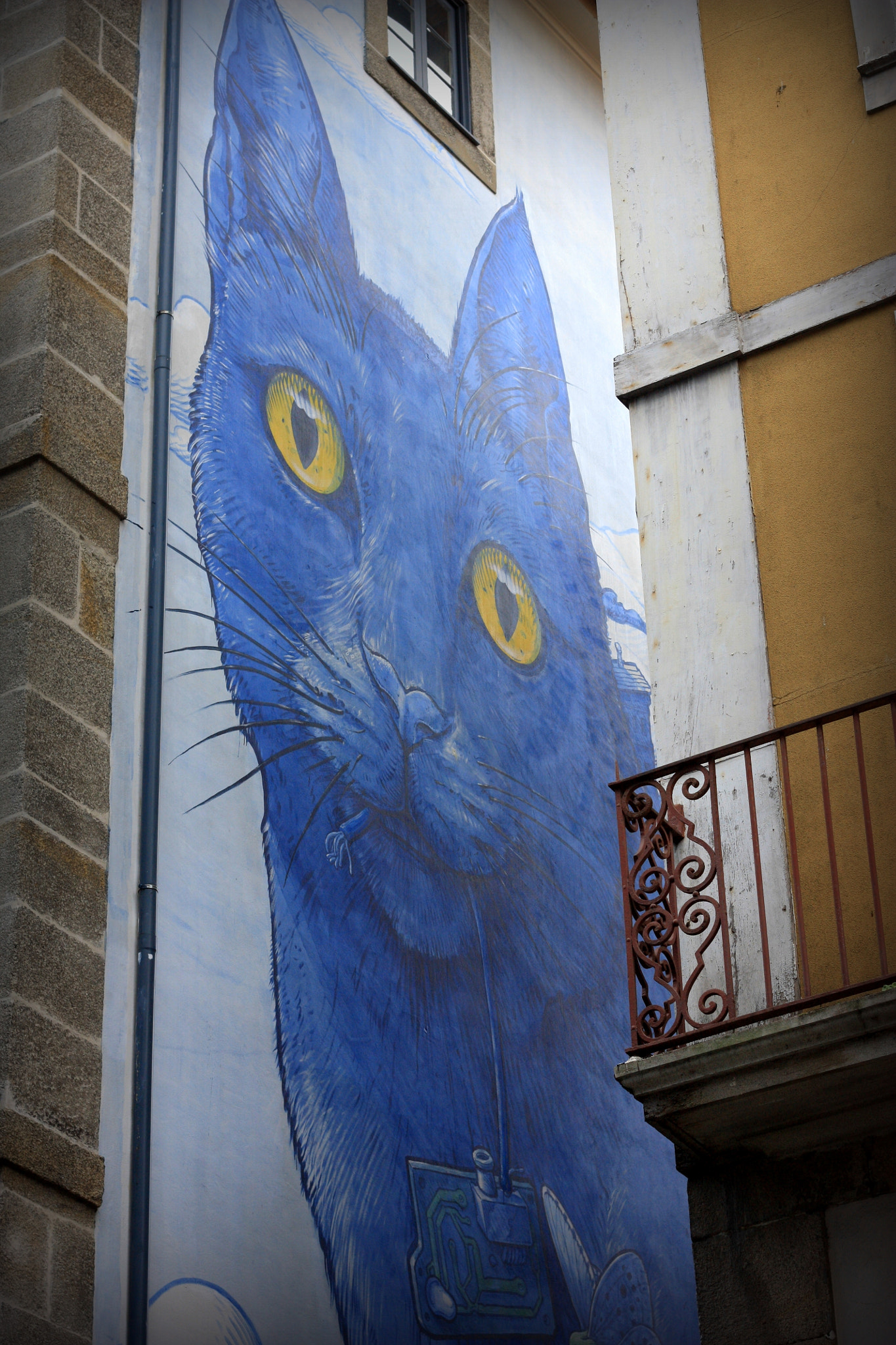 Canon EOS 450D (EOS Rebel XSi / EOS Kiss X2) + Canon EF 50mm F1.8 II sample photo. Blue cat photography