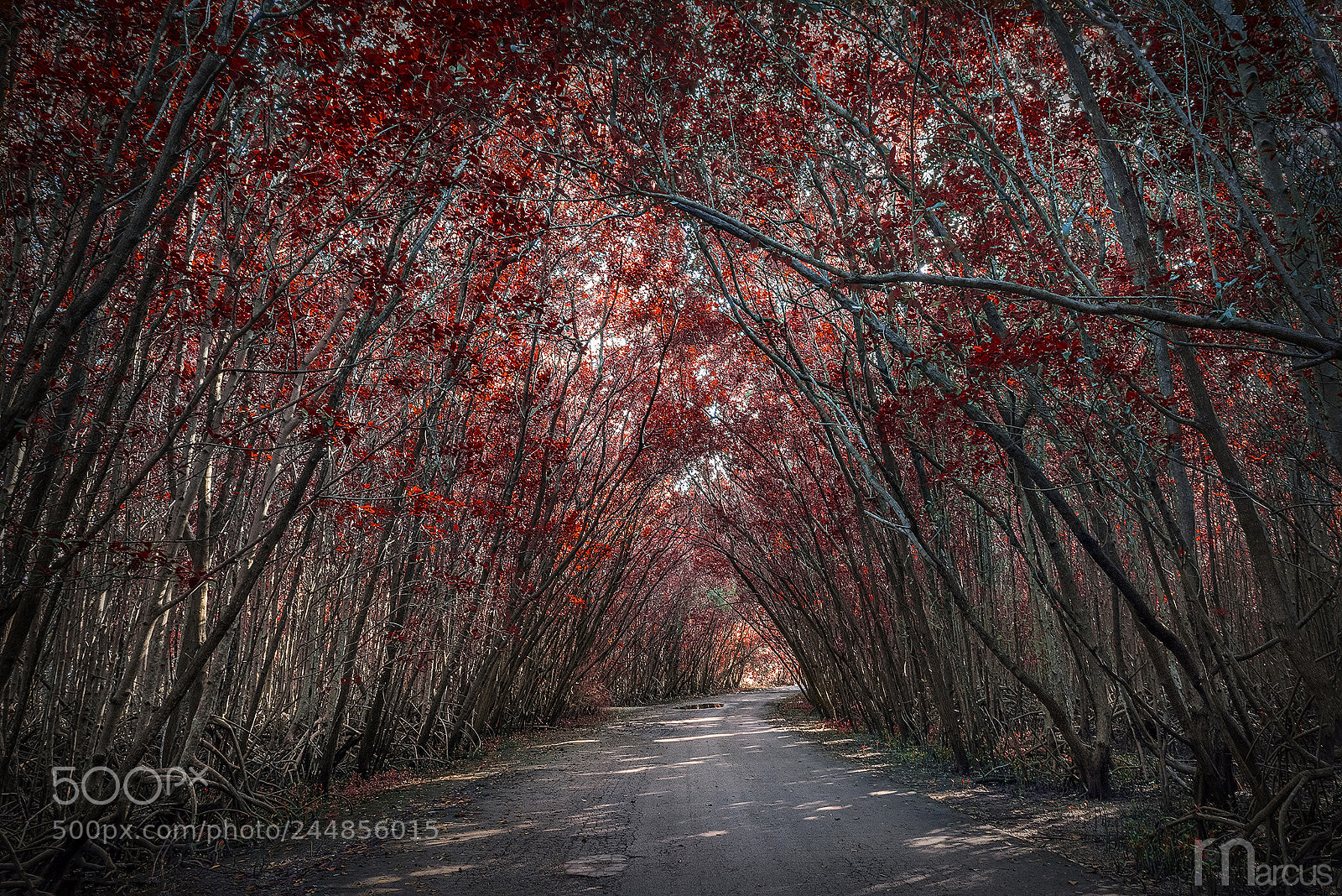 Nikon D810 sample photo. Covered road photography