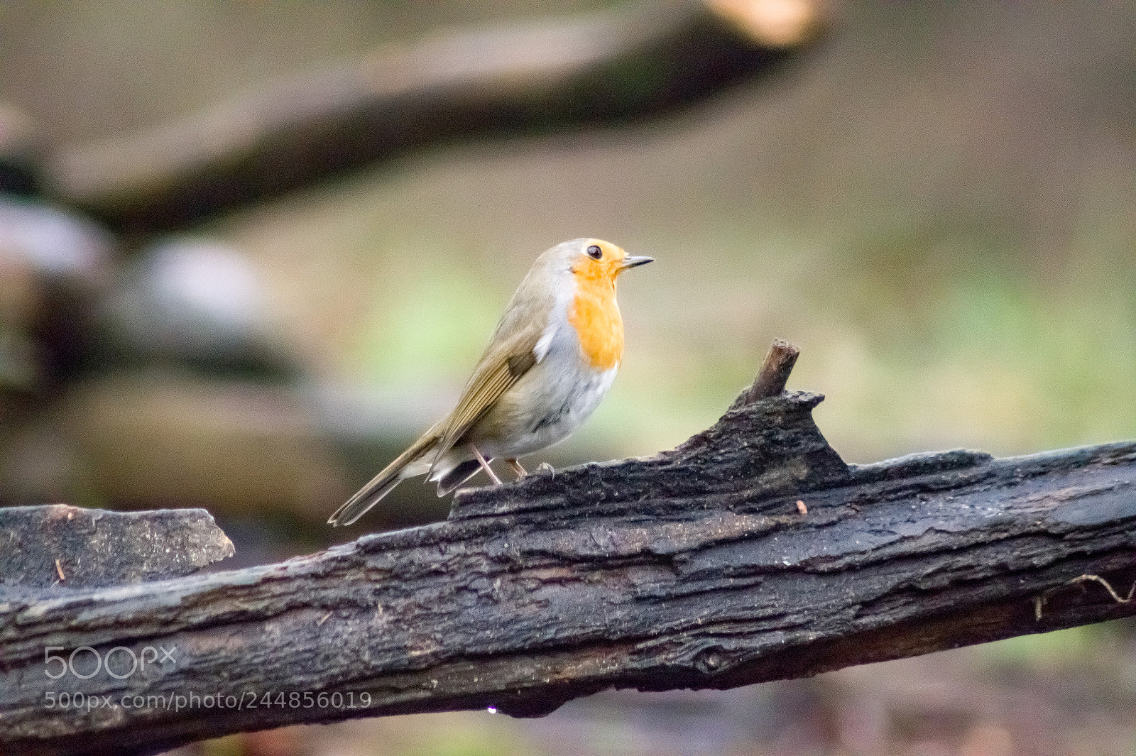 Sony SLT-A58 sample photo. Robin red breast photography