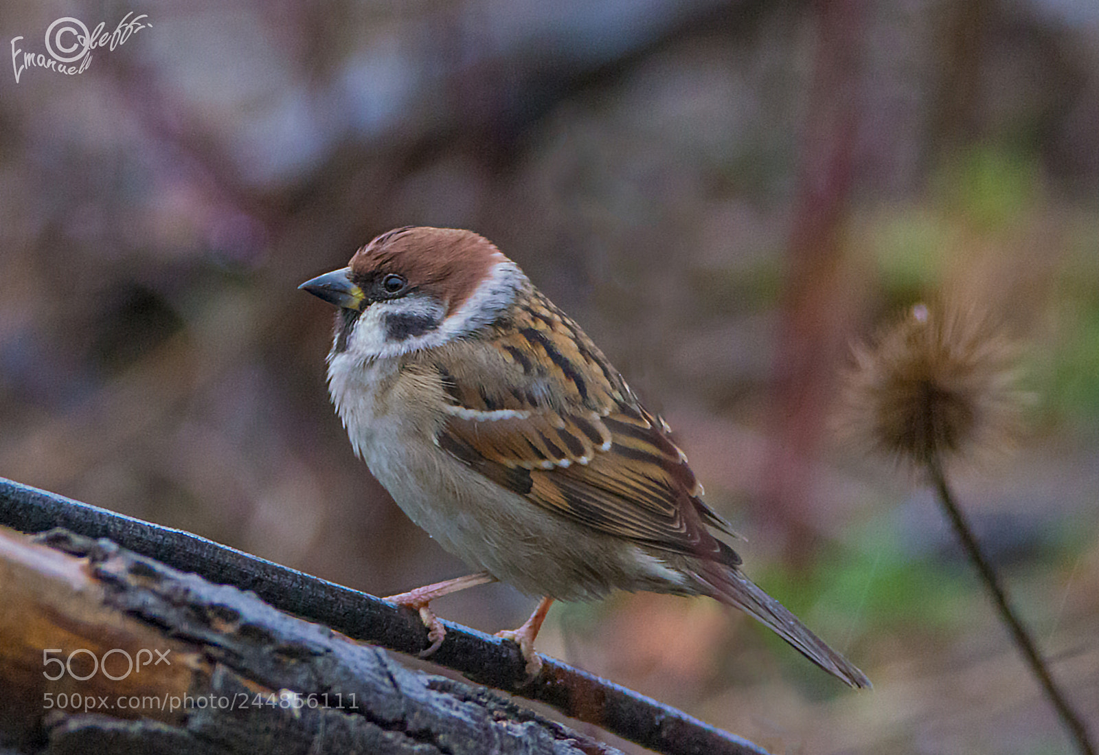 Nikon D800 sample photo. Passero photography
