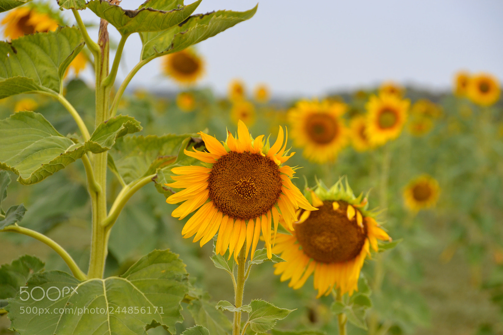 Nikon D5100 sample photo. Two sunflowers photography