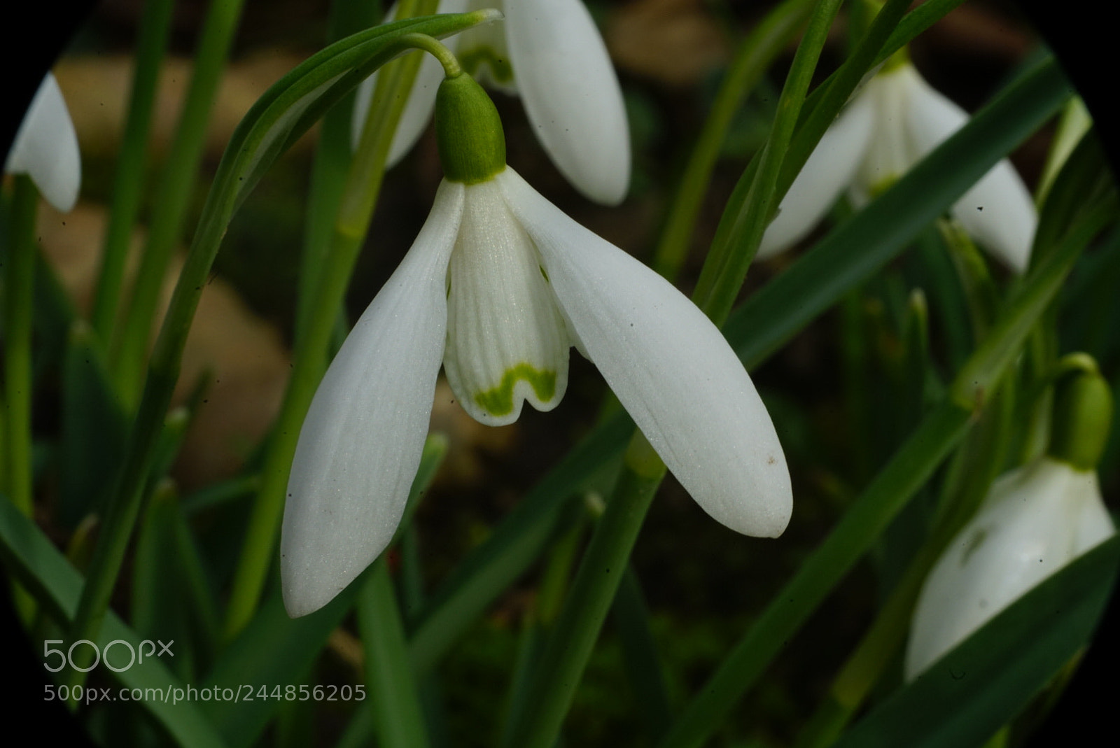 Sony a7R II sample photo. Snowdrop photography