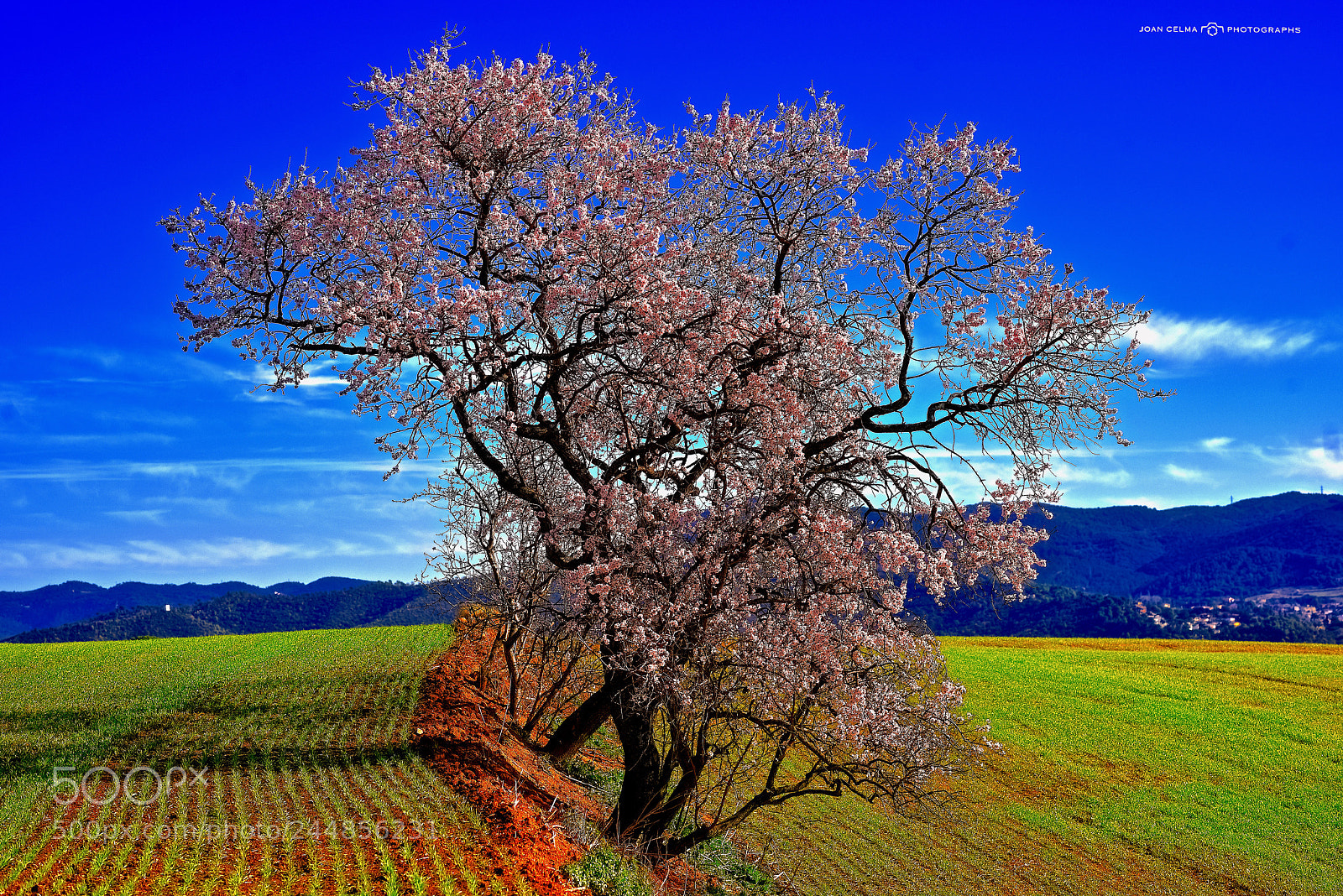 Nikon D810 sample photo. Almond blossom photography