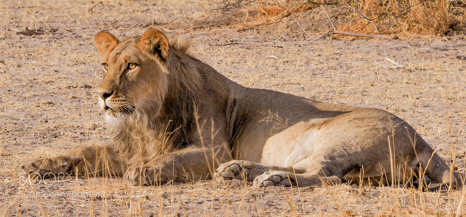 Panasonic DMC-G70 sample photo. Lion on sunset photography