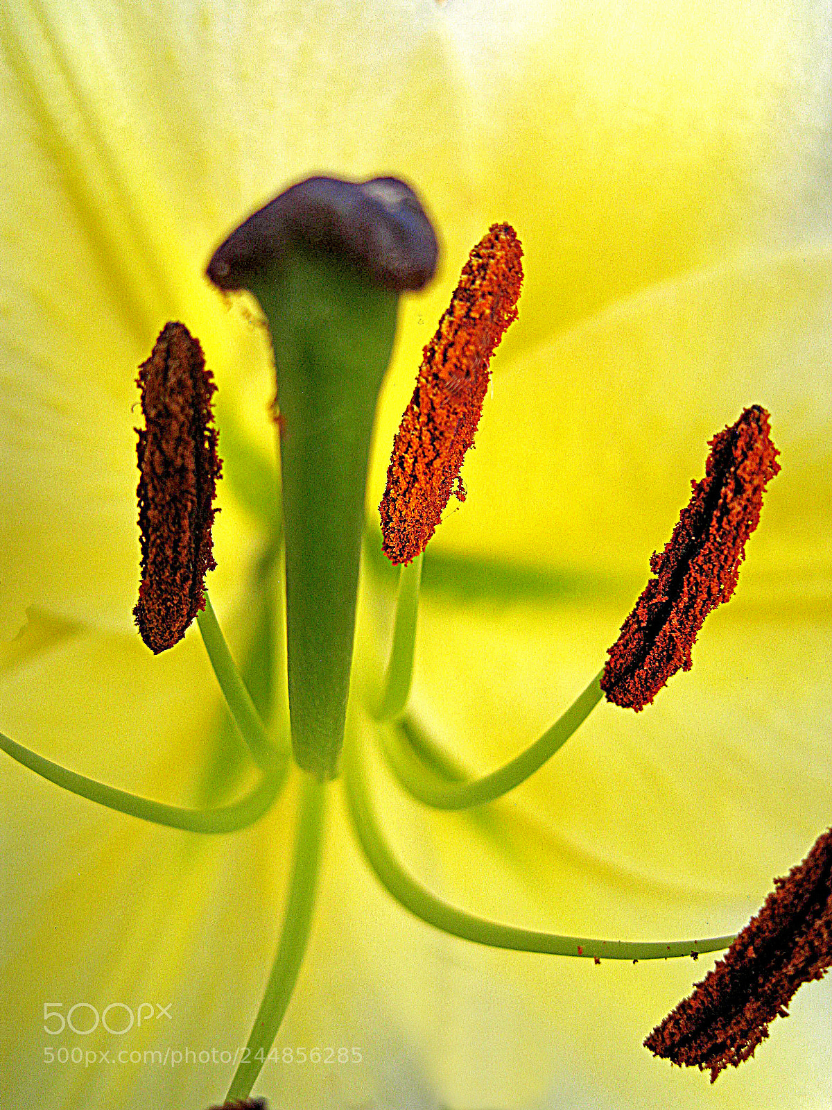 Canon DIGITAL IXUS 960 IS sample photo. Pollen particles photography