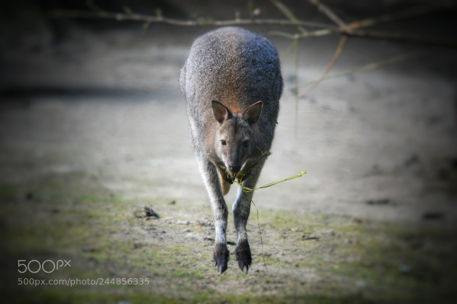 Nikon D3200 sample photo. Känguru photography