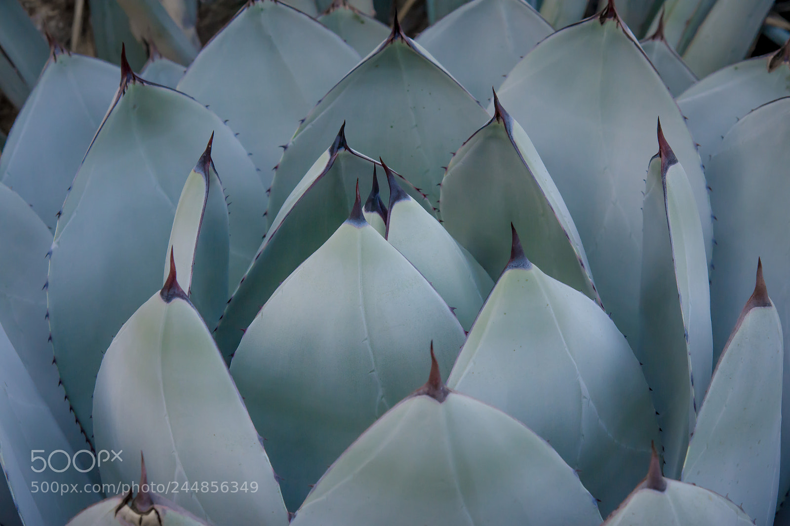 Nikon D7200 sample photo. Succulent photography