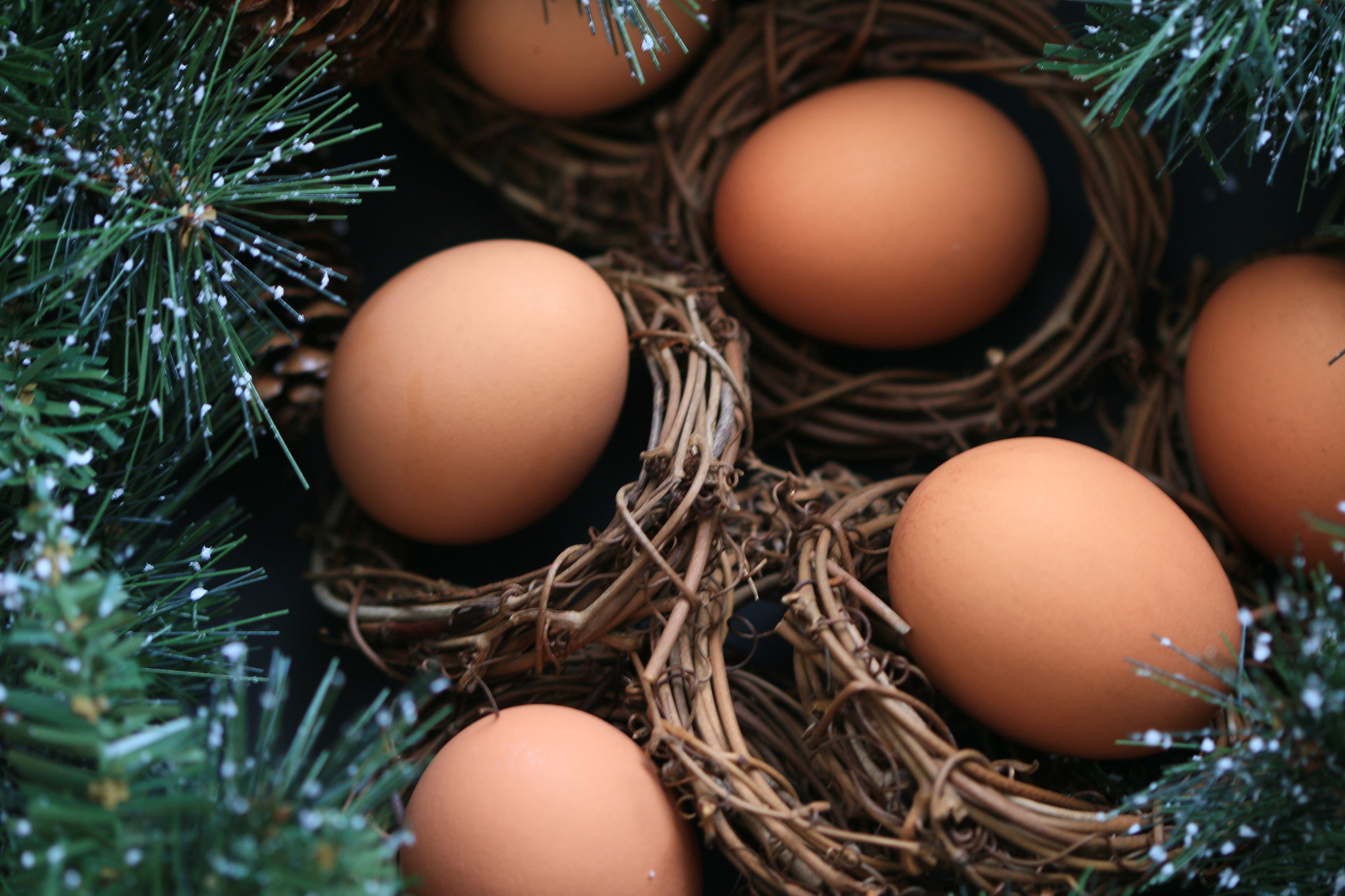 Canon EF 100mm F2.8 Macro USM sample photo. Nest photography