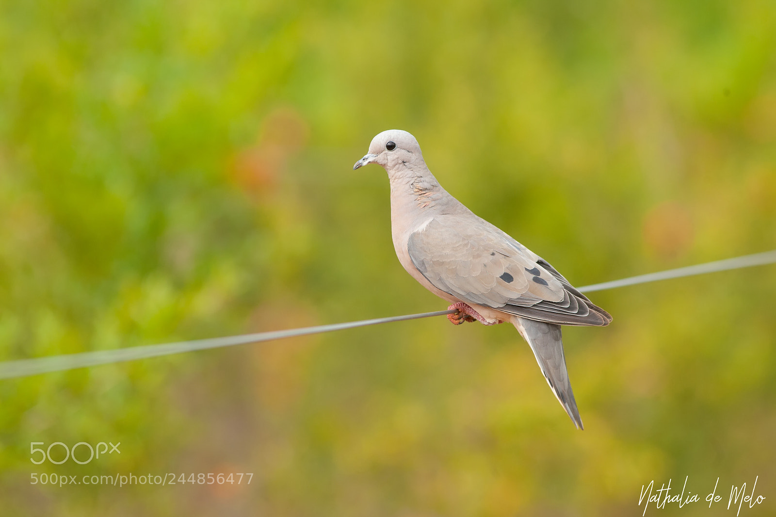 Canon EOS-1D Mark III sample photo. Avoante zenaida auriculata photography