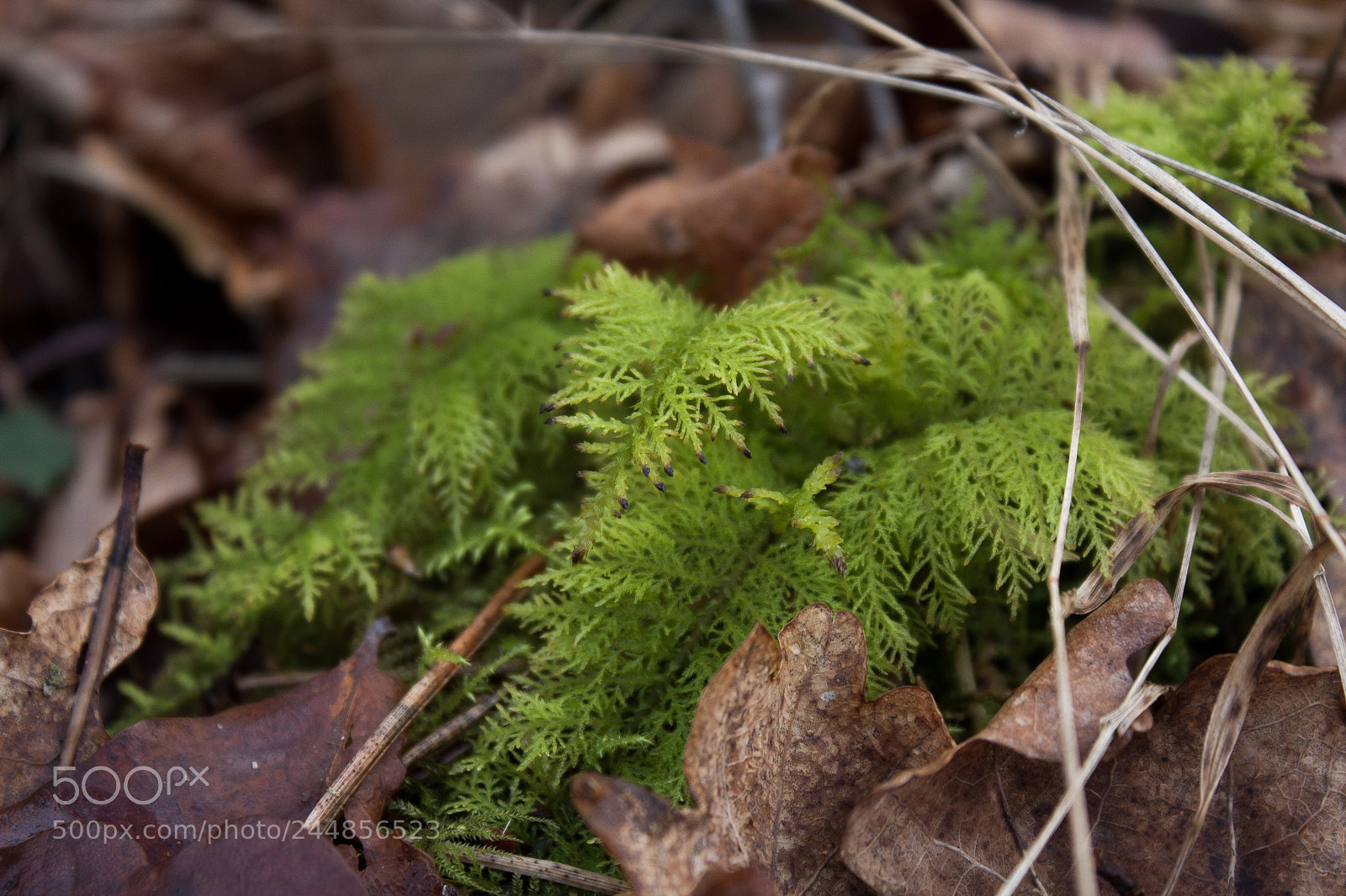 Canon EOS 40D sample photo. Miniature world..... photography