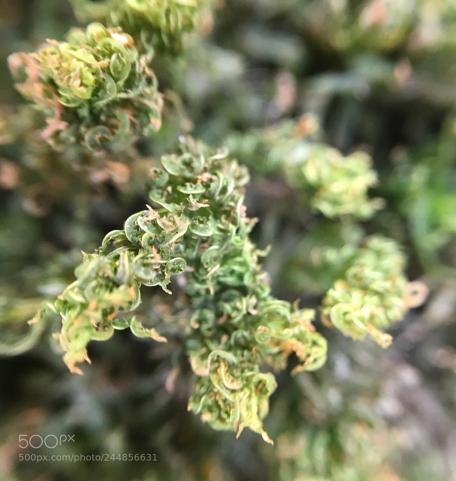 Apple iPhone 6s sample photo. Green photography