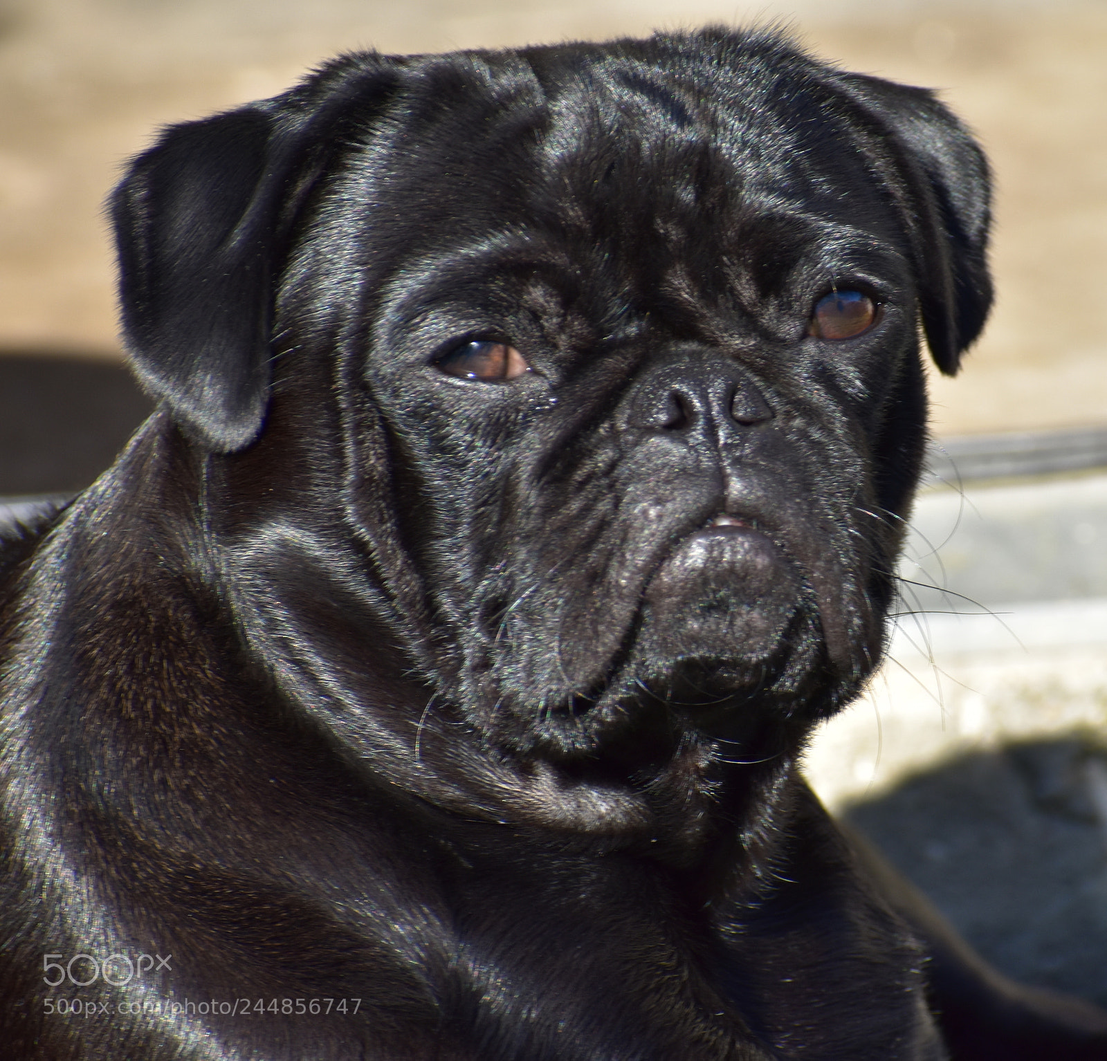 Nikon D3400 sample photo. Pugshot photography