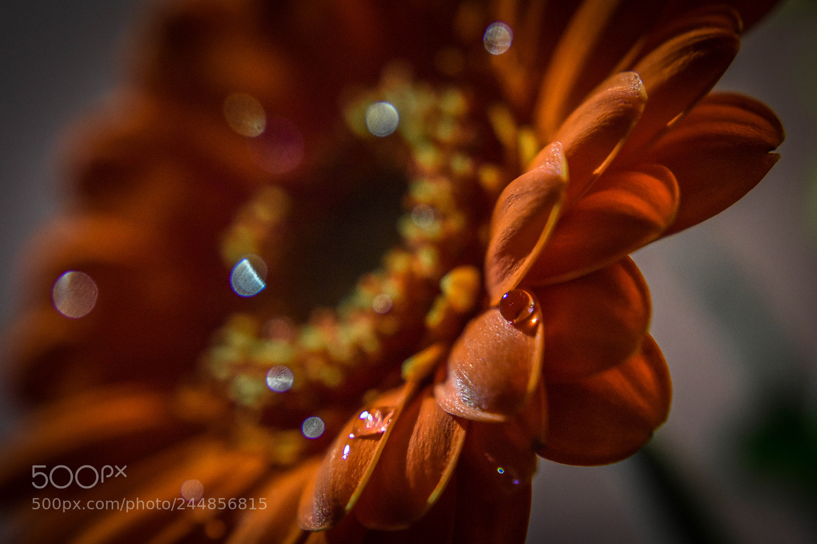 Nikon D5500 sample photo. Gerbera photography