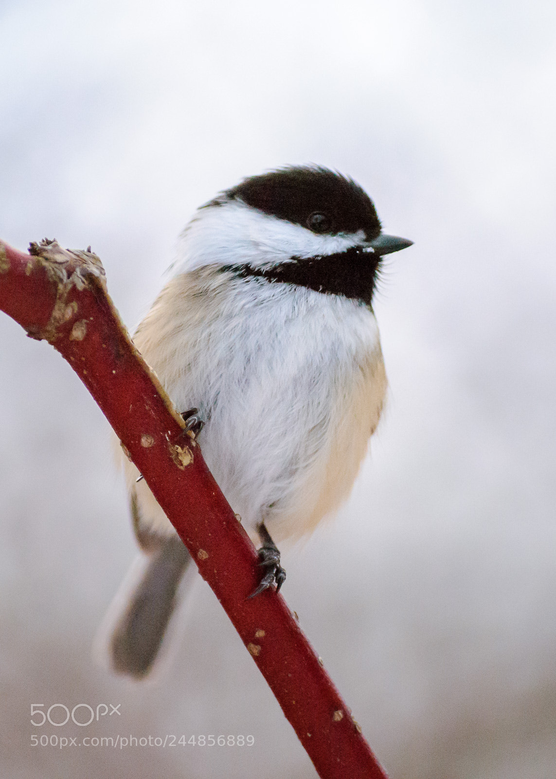 Nikon D3000 sample photo. Chickadee photography