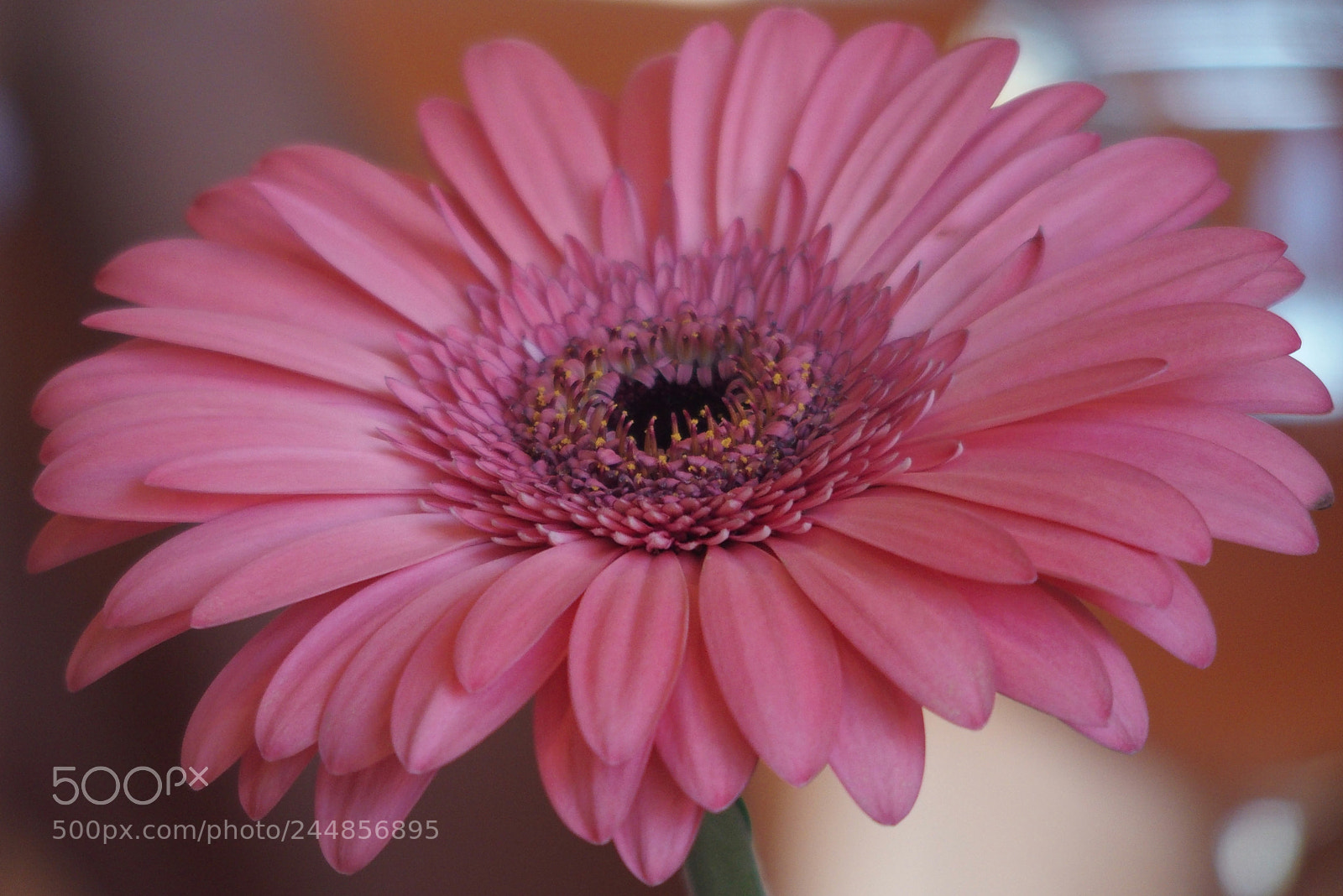 Olympus STYLUS1,1s sample photo. Flower photography