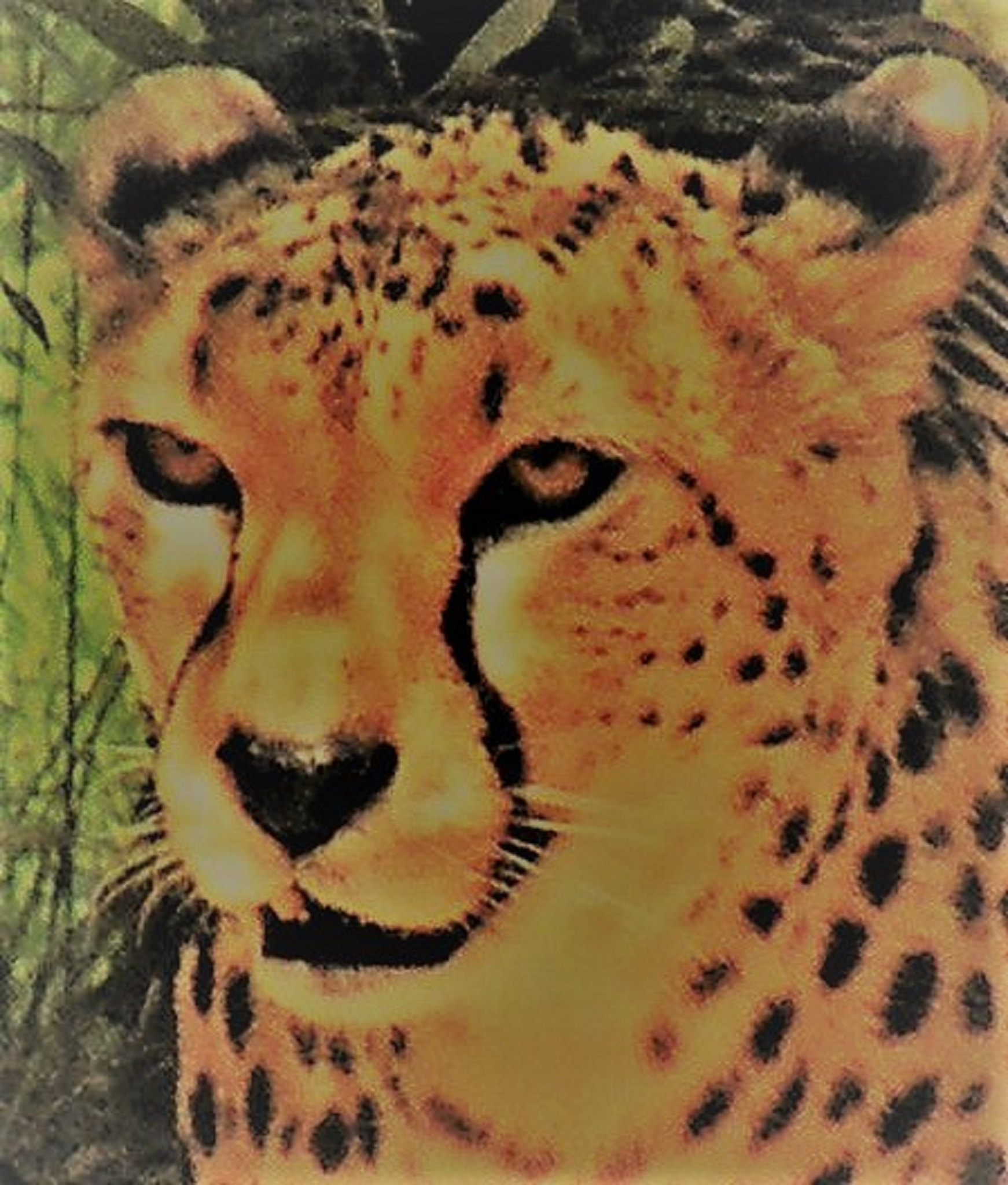 Fujifilm FinePix S8100fd sample photo. Watchful cheetah photography