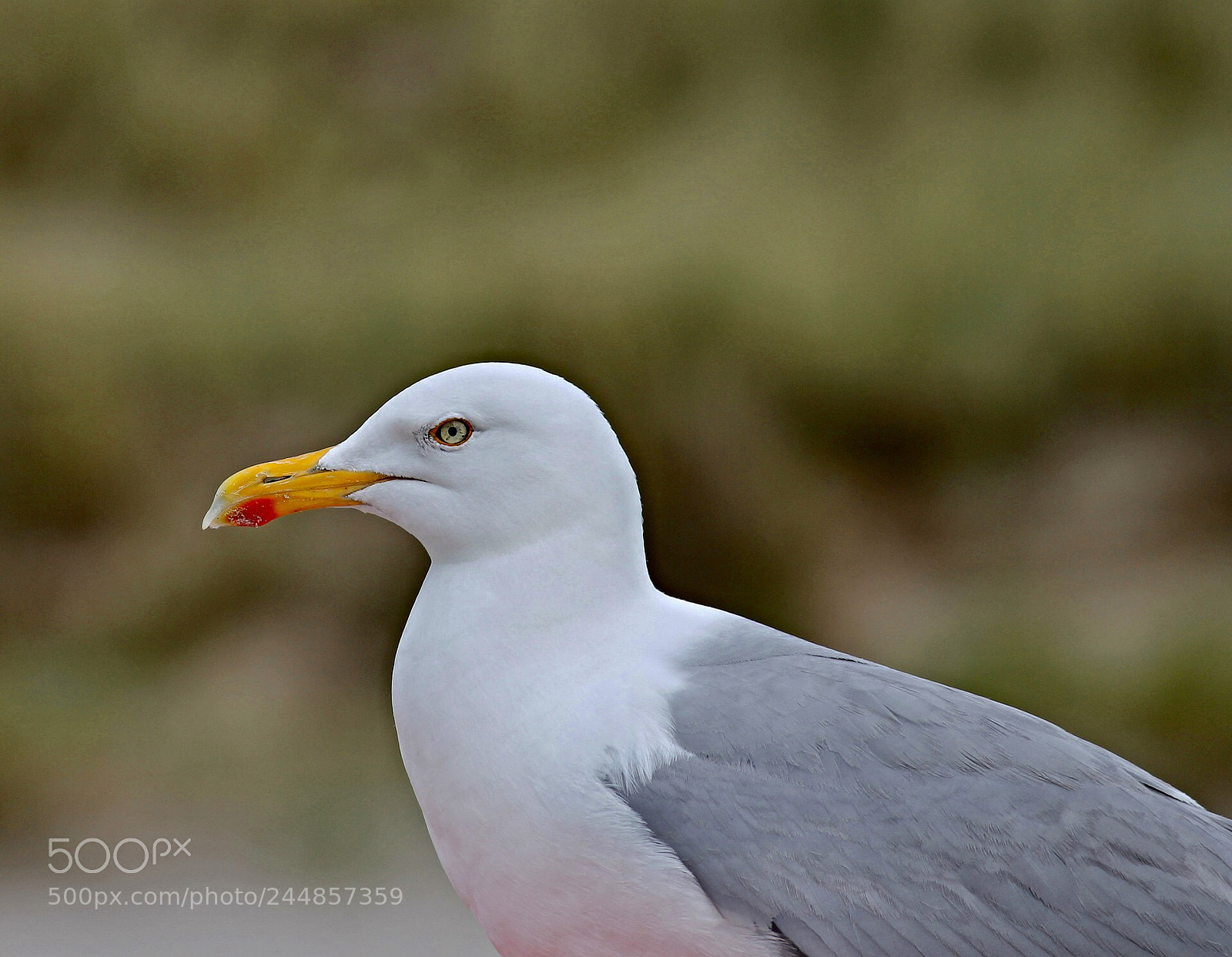 Canon EOS 1100D (EOS Rebel T3 / EOS Kiss X50) sample photo. Seagull photography