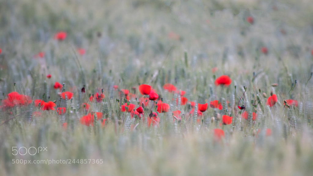 Pentax K-3 sample photo. Impression. photography