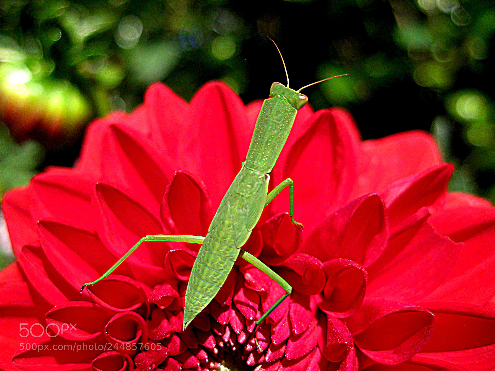 Canon DIGITAL IXUS 960 IS sample photo. A beautiful insect in photography