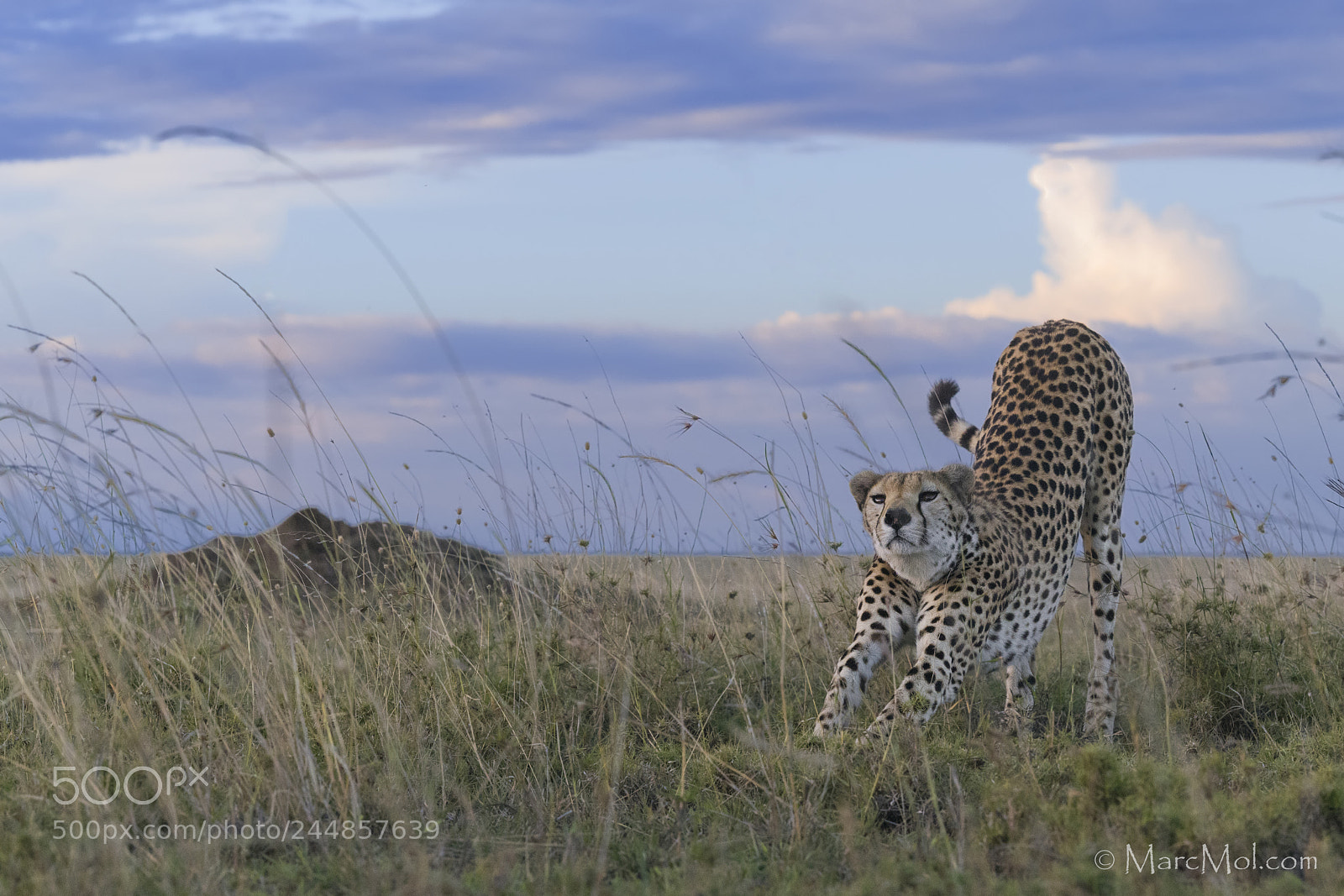 Nikon D850 sample photo. Tai chi cheetah! photography