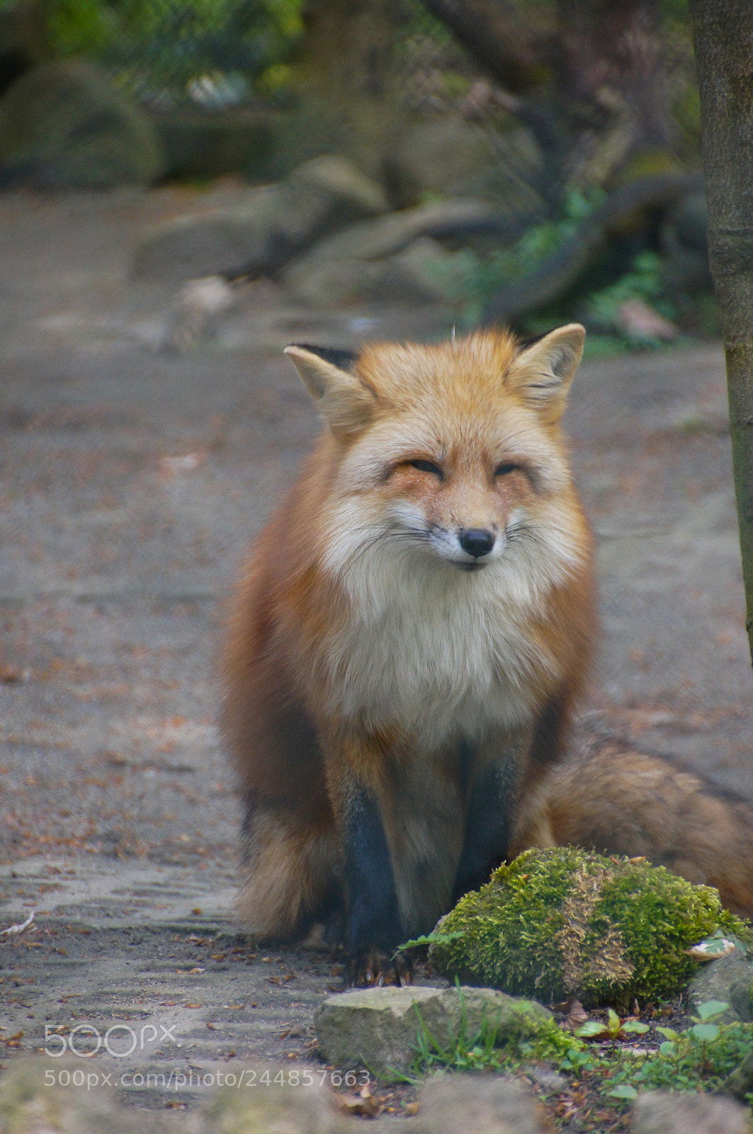 Sony SLT-A55 (SLT-A55V) sample photo. Fox photography