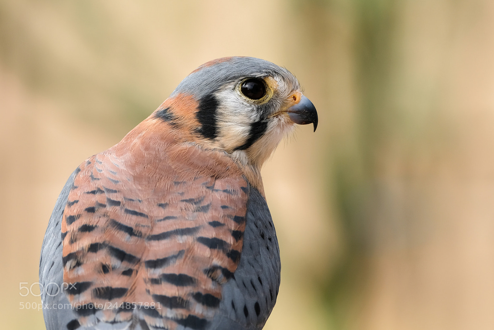 Fujifilm X-T2 sample photo. American kestrel photography