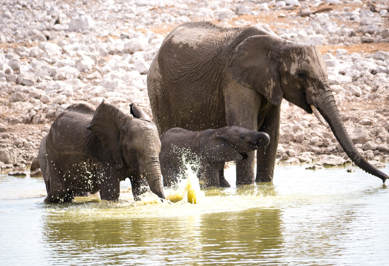 Panasonic DMC-G70 sample photo. Elephants family photography