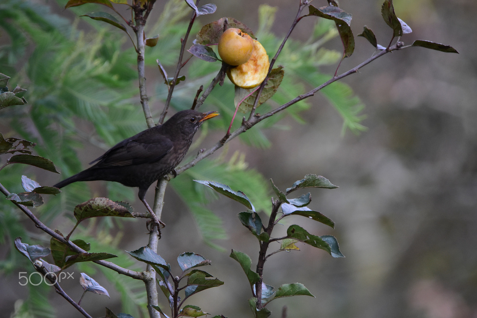Nikon D7200 sample photo. Desayuno photography