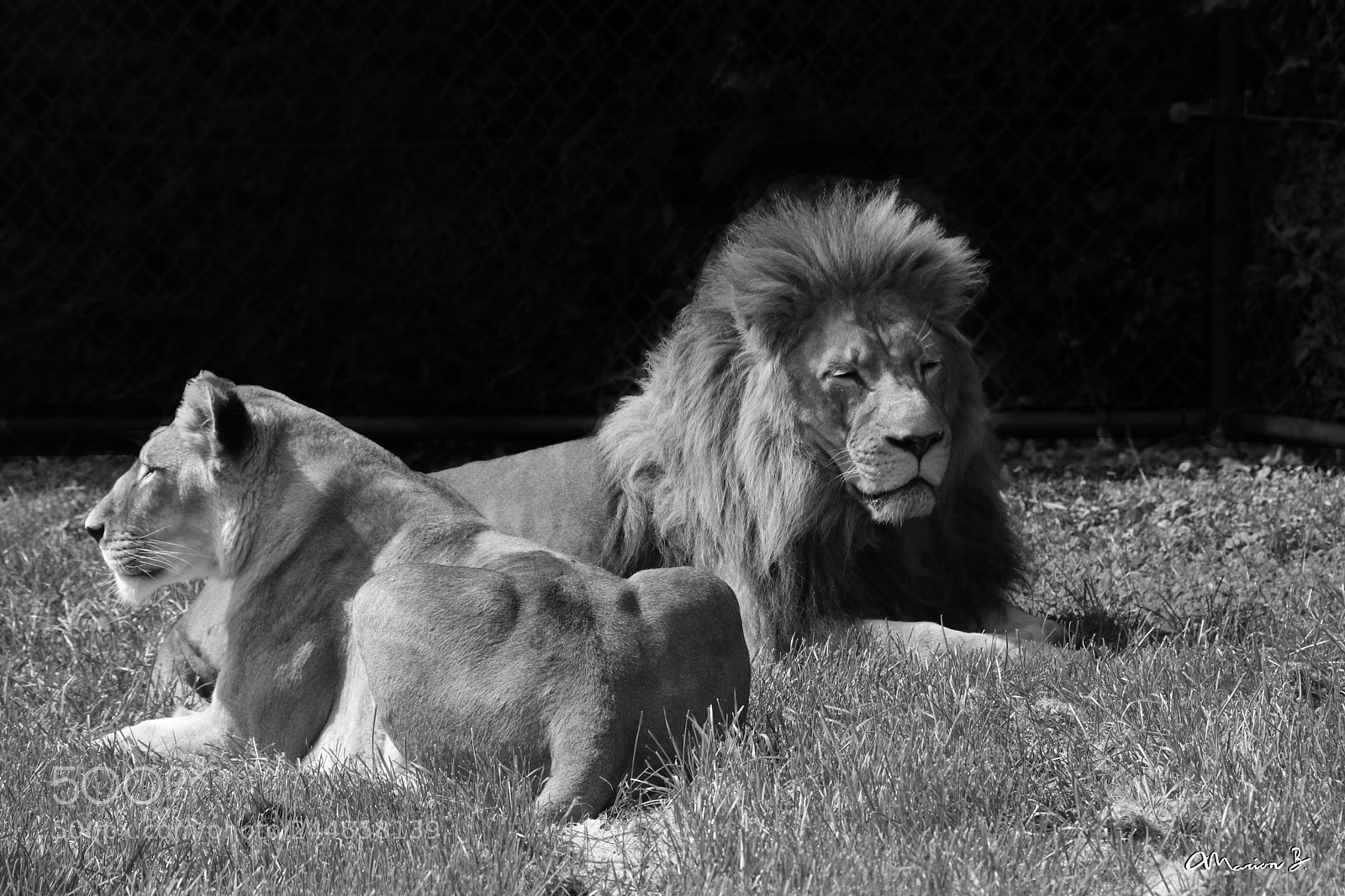 Canon EOS 750D (EOS Rebel T6i / EOS Kiss X8i) sample photo. Beautiful lions photography