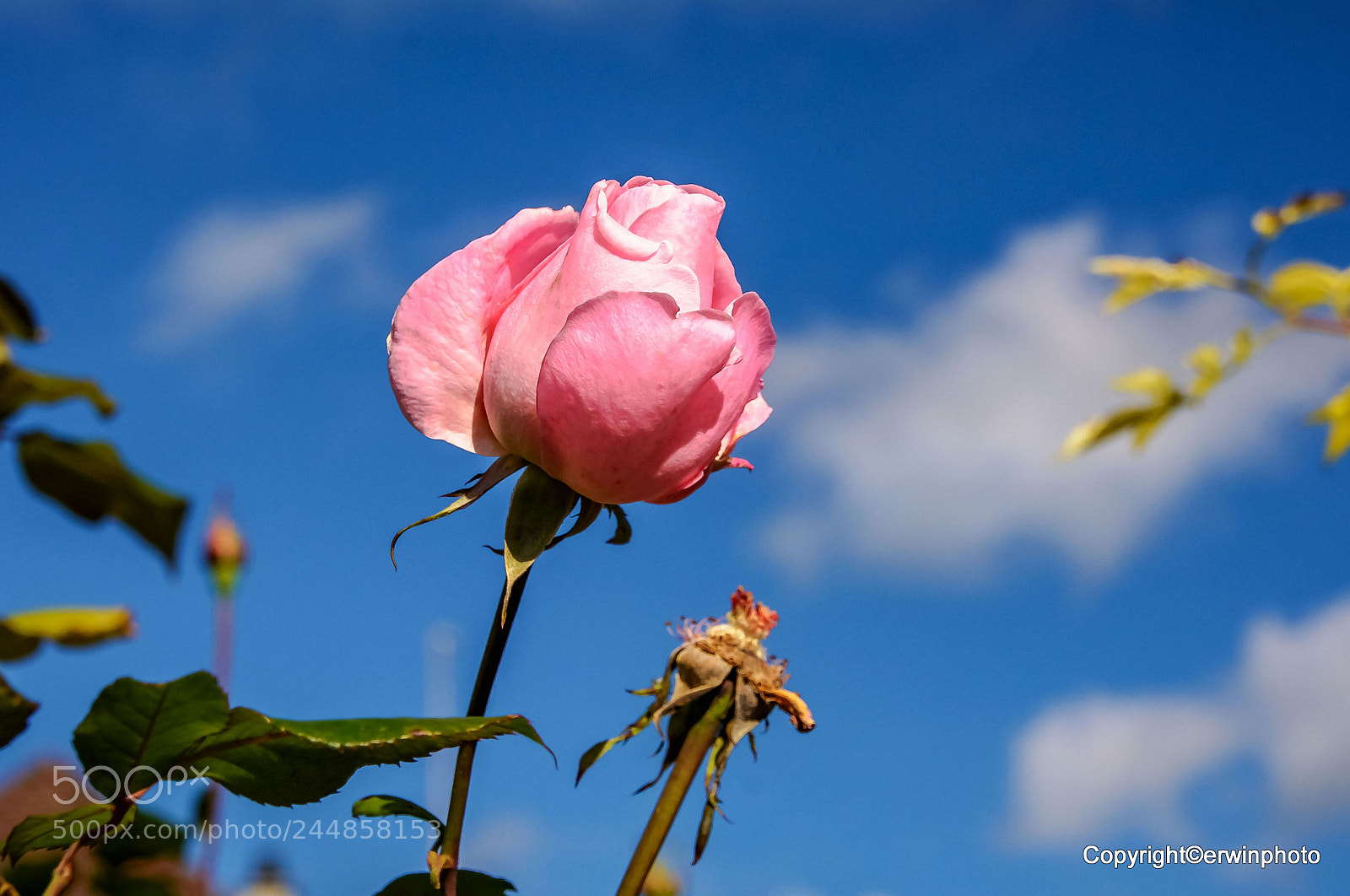 Nikon D7100 sample photo. Eine pinkige rose photography