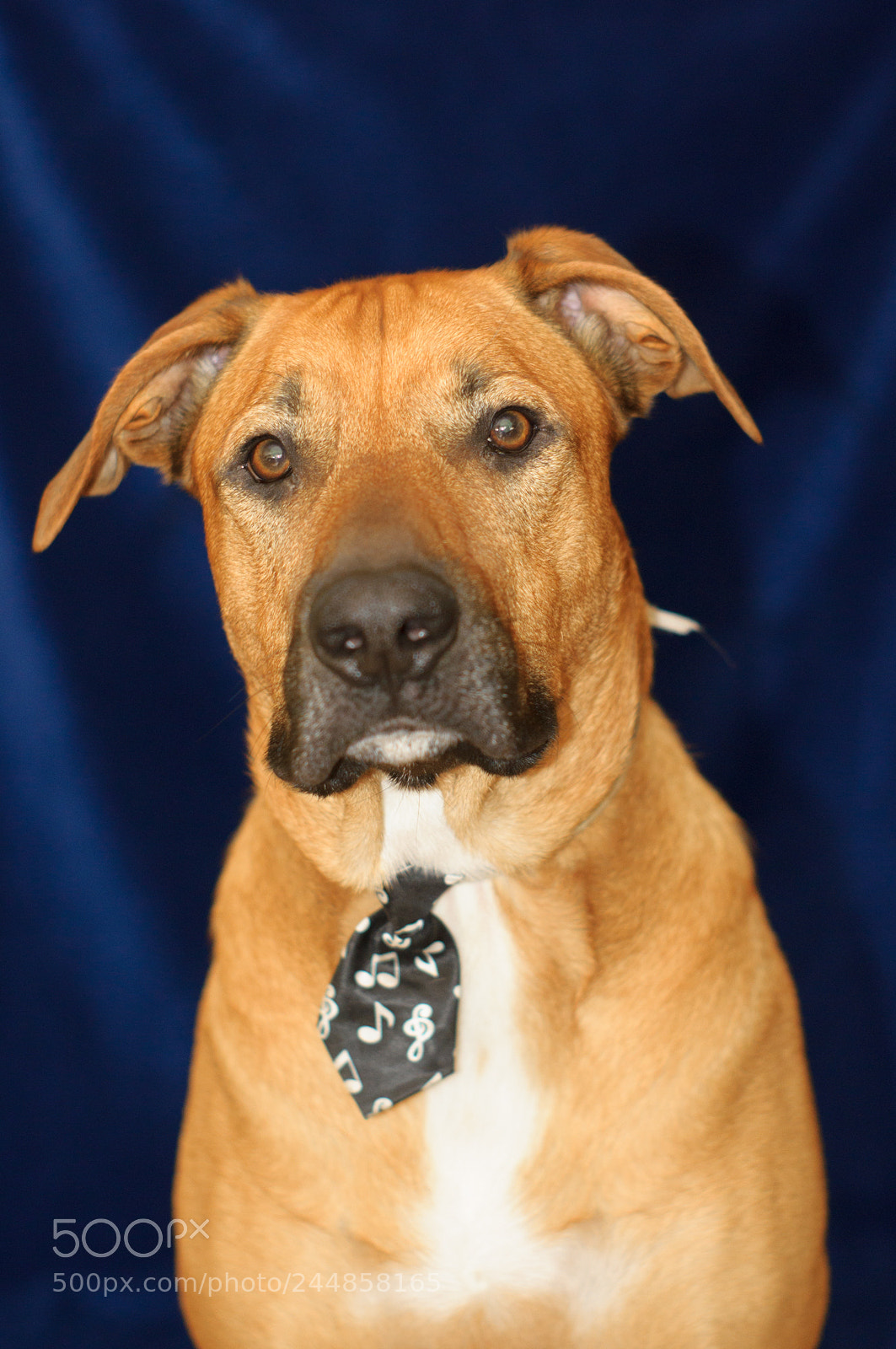 Sony SLT-A57 sample photo. Baxter tie photography