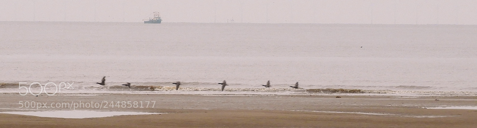 Nikon Coolpix B700 sample photo. Terns and ship photography