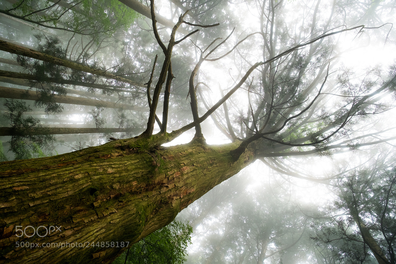 Fujifilm X-Pro1 sample photo. Mysterious forest (redux) ii photography