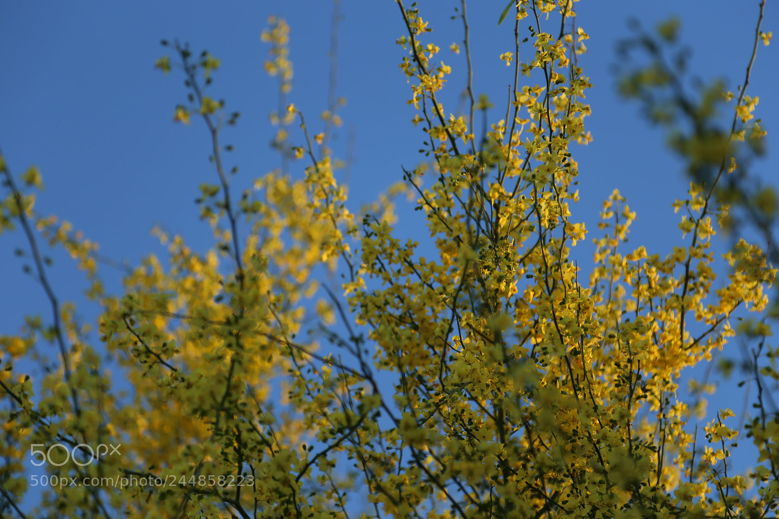 Canon EOS 6D + Canon EF 24-105mm F4L IS USM sample photo. Paloverde en primavera photography