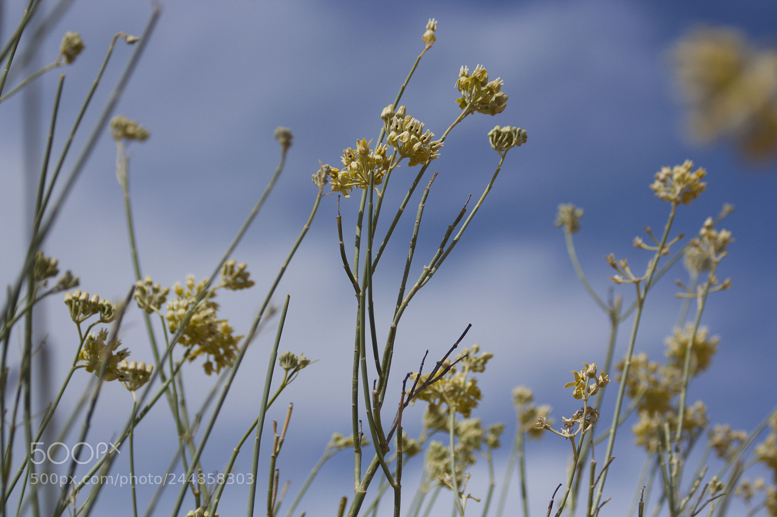 Canon EOS 1000D (EOS Digital Rebel XS / EOS Kiss F) sample photo. Desert flowers photography