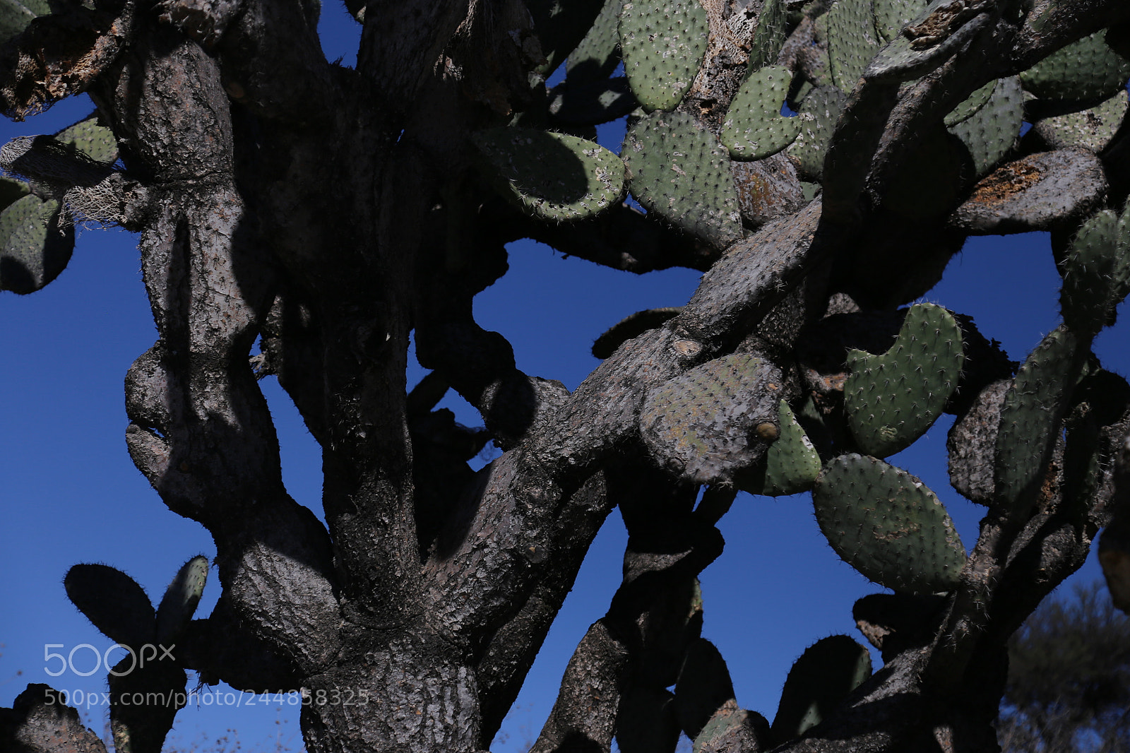 Canon EOS 6D + Canon EF 24-105mm F4L IS USM sample photo. Cactus photography