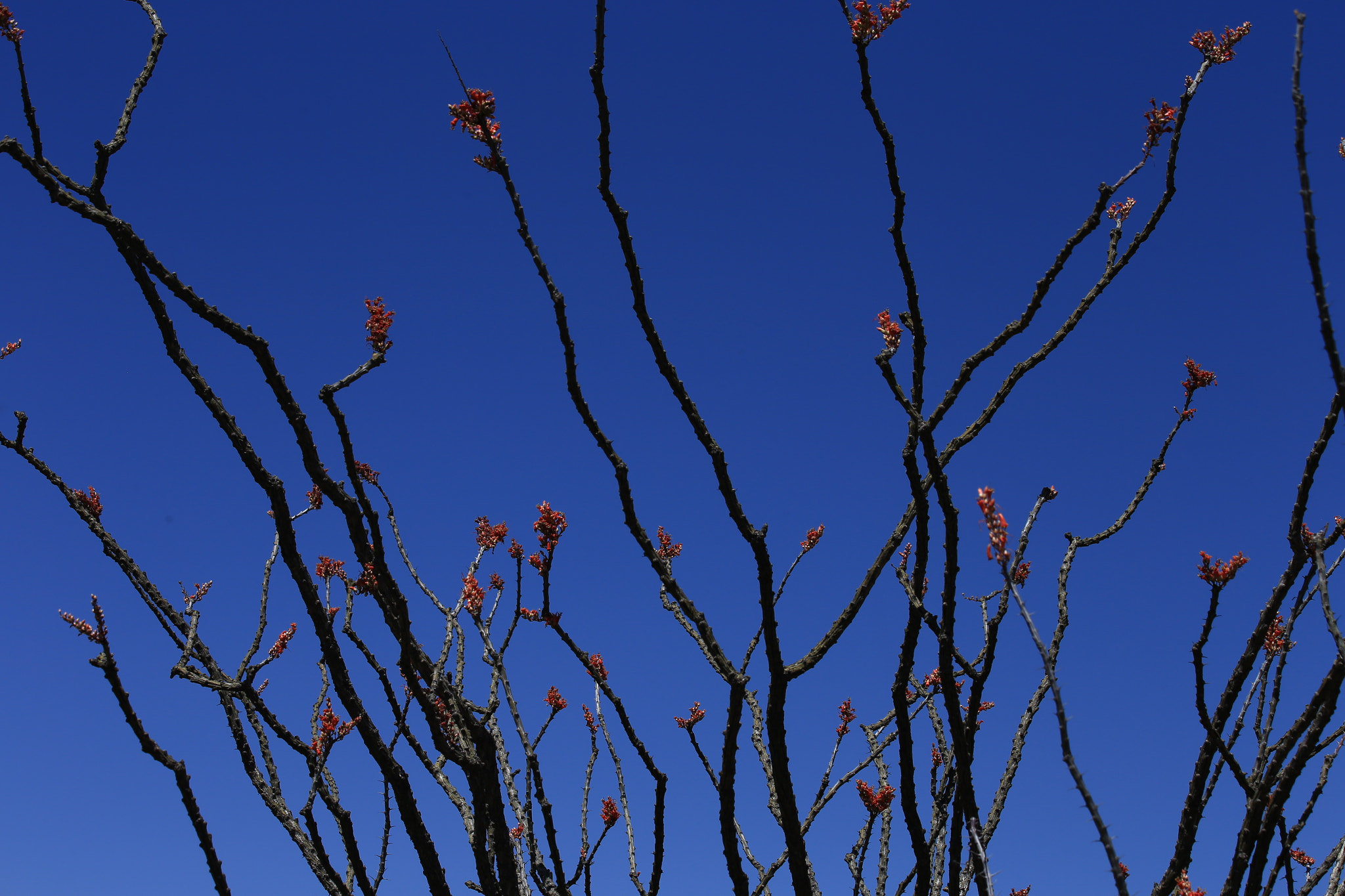 Canon EF 70-300mm F4-5.6 IS USM sample photo. Ocotillo photography