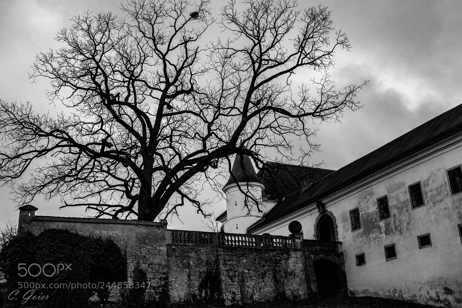 Canon EOS 77D (EOS 9000D / EOS 770D) sample photo. The guardian tree photography