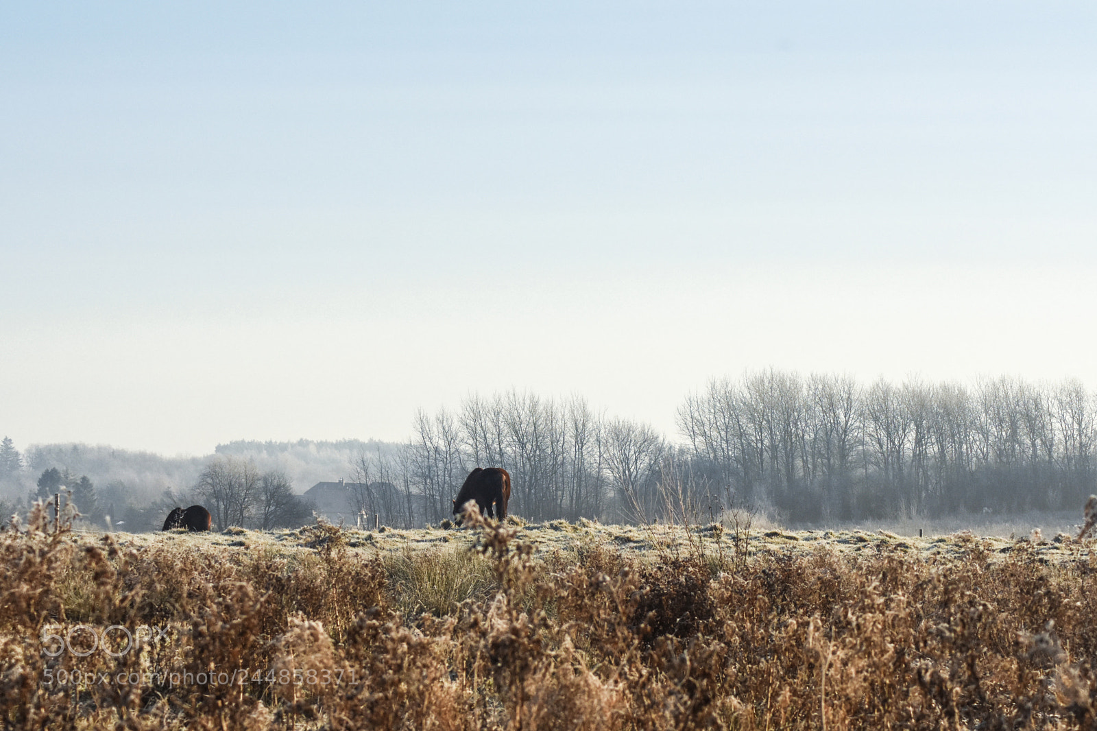 Nikon D7200 sample photo. Winter landscape photography