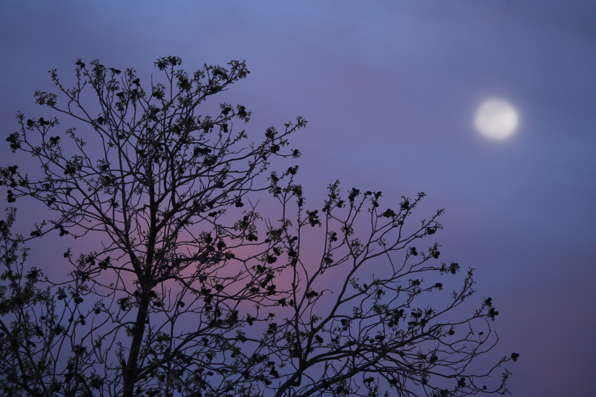 Canon EF 100-400mm F4.5-5.6L IS USM sample photo. Purple haze photography