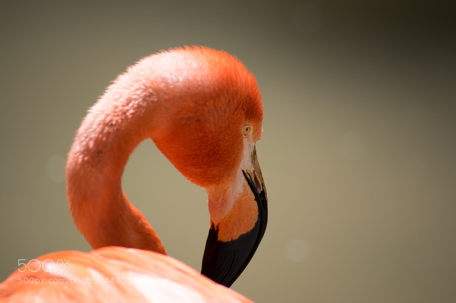 Pentax K-3 sample photo. Fresno flamingo photography