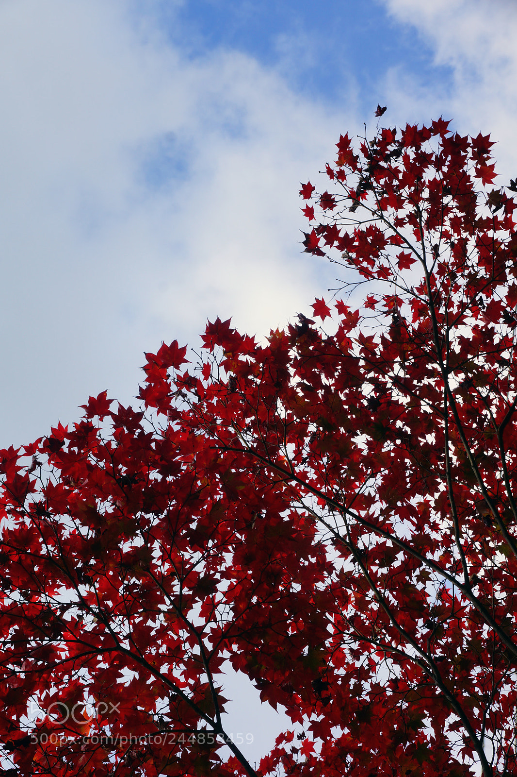 Sony SLT-A77 sample photo. Japanese autumn photography