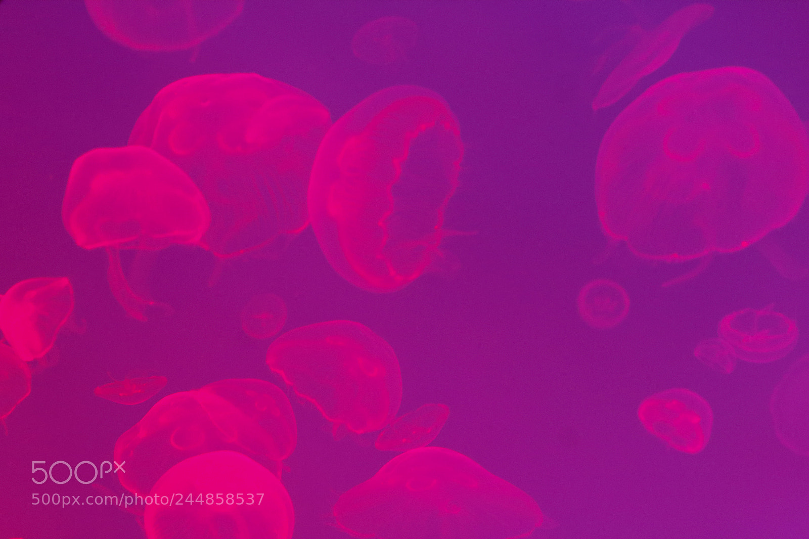Canon EOS 1200D (EOS Rebel T5 / EOS Kiss X70 / EOS Hi) sample photo. Jelly fish photography