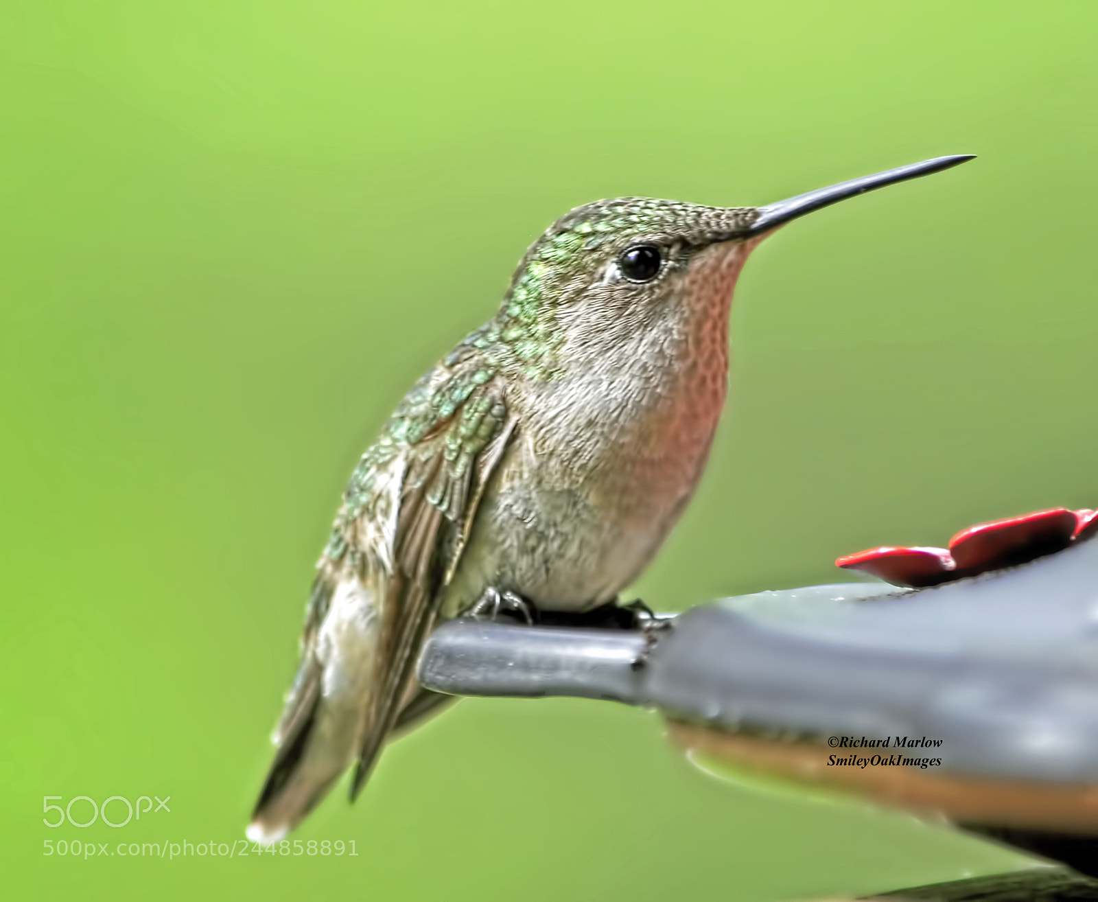 Nikon D5000 sample photo. Hummingbird photography