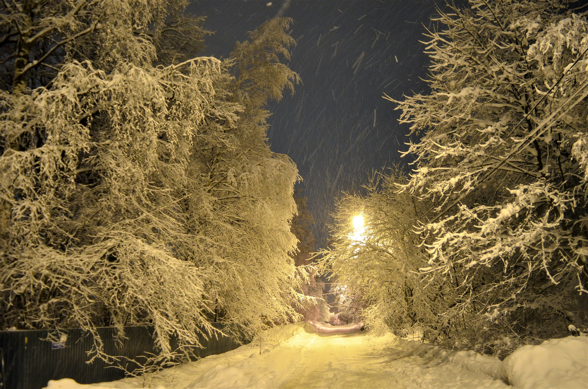 Nikon D5100 sample photo. Let it snow photography