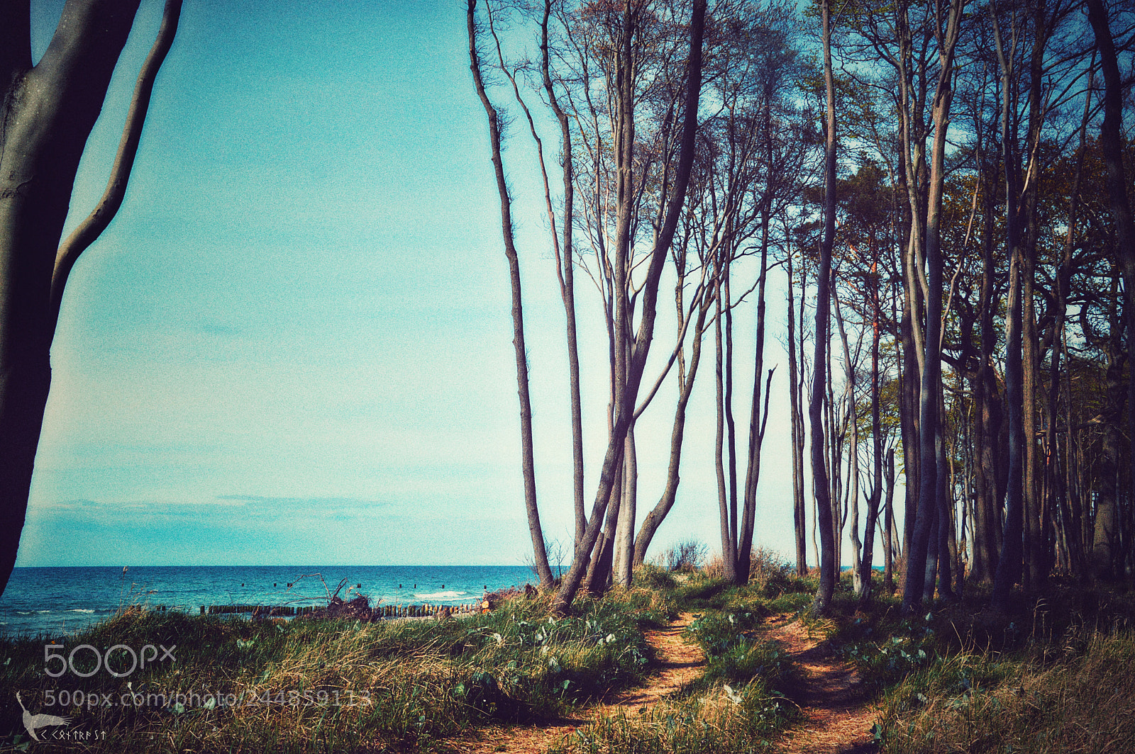 Nikon D3200 sample photo. Strand/wald photography