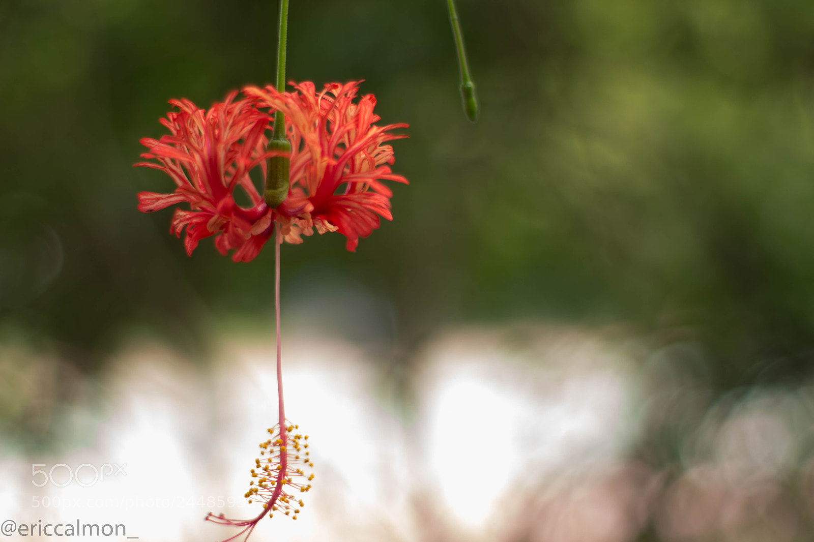 Canon EOS 700D (EOS Rebel T5i / EOS Kiss X7i) sample photo. Hibiscus photography