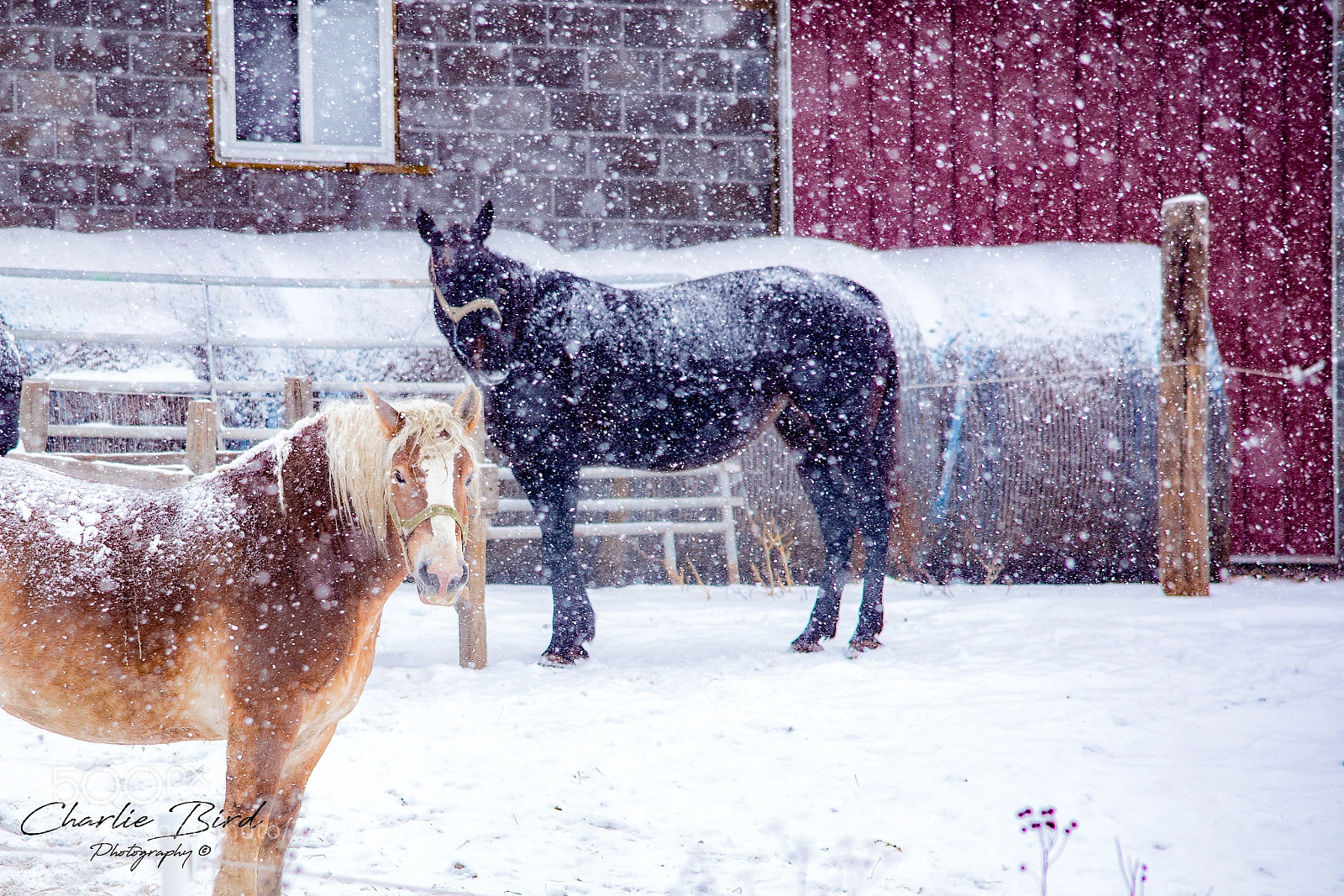 Nikon D7200 sample photo. Iowa snowstorm photography