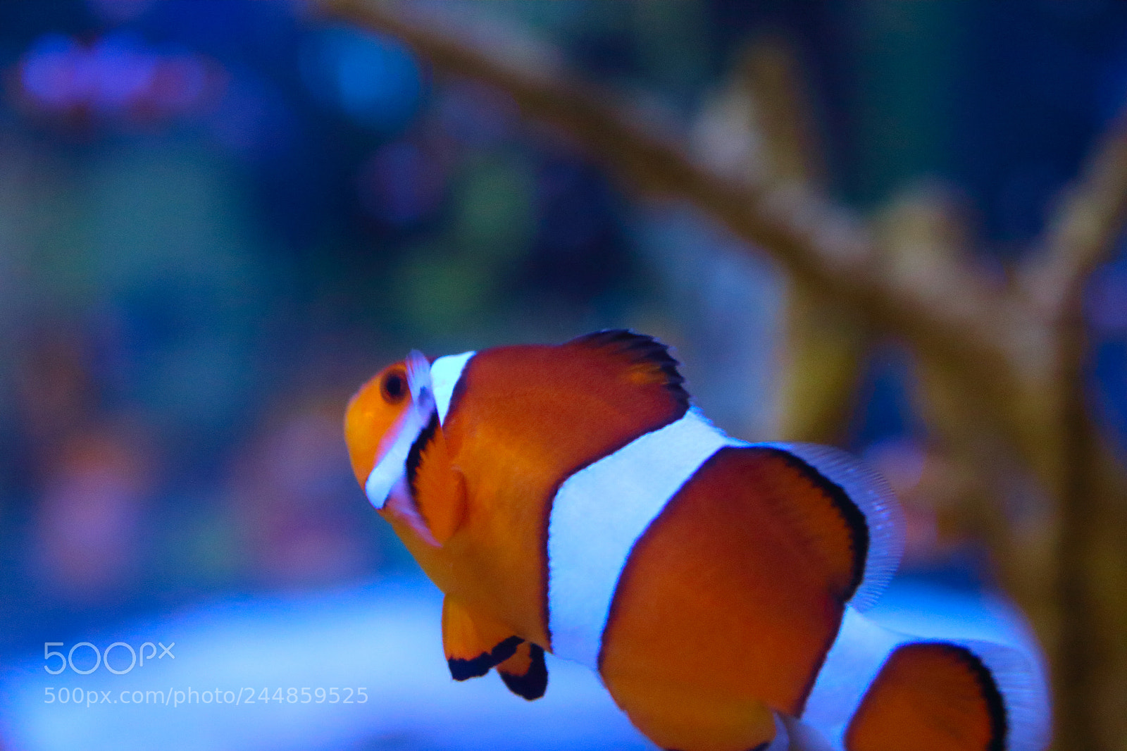 Canon EOS 1200D (EOS Rebel T5 / EOS Kiss X70 / EOS Hi) sample photo. Clownfish photography